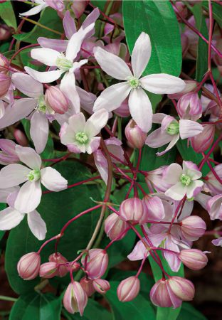 Clematis 1-large-scale-4_00x