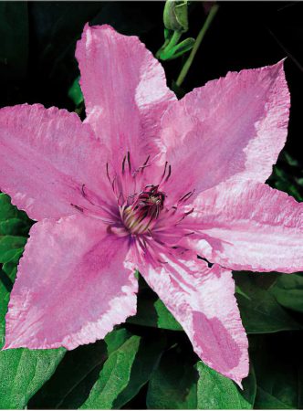 Clematis 3-large-scale-4_00x