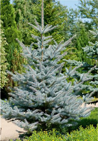 Picea 2-large-scale-4_00x