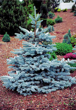 Picea-large-scale-4_00x